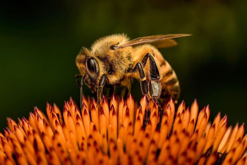 Abejas europeas: un tercio de su territorio perdido en 100 años