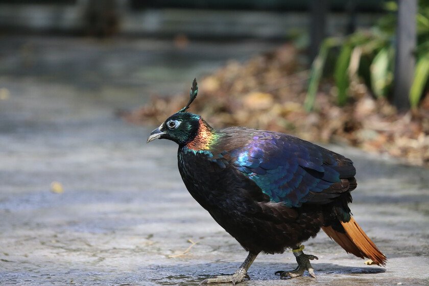 Aumento de turistas en el Himalaya altera el canto de los pájaros