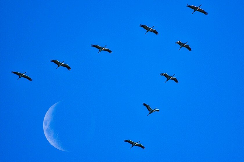 Aves migratorias: el sorprendente viaje de una flecha de África a Alemania