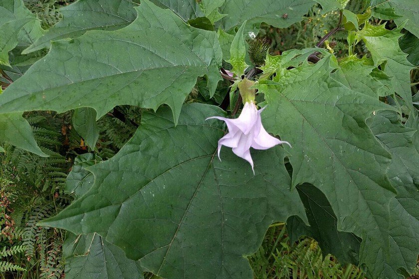 Burundanga: la planta que preocupa a vecinos en Granada