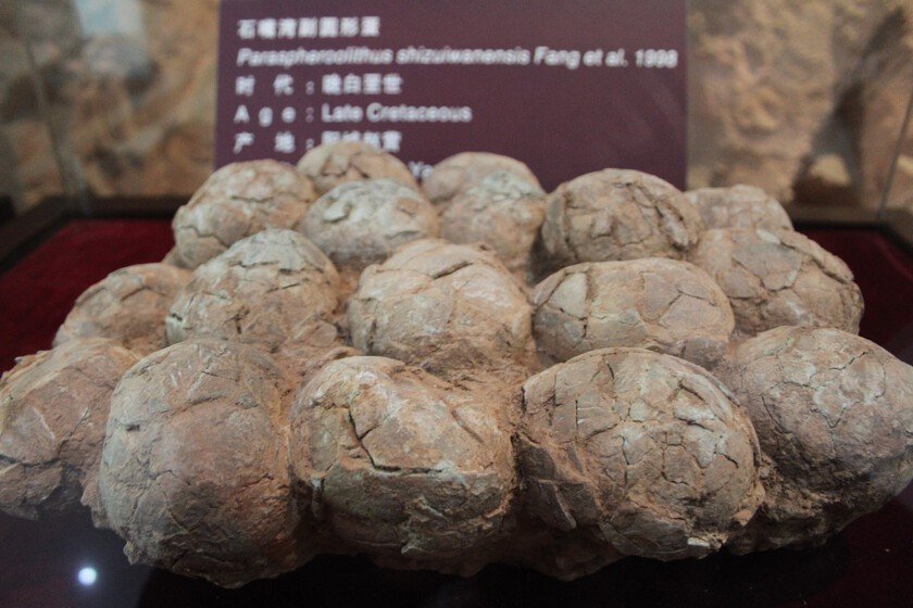 Científicos descubren huevos de dinosaurio en clima extremo y su incubación