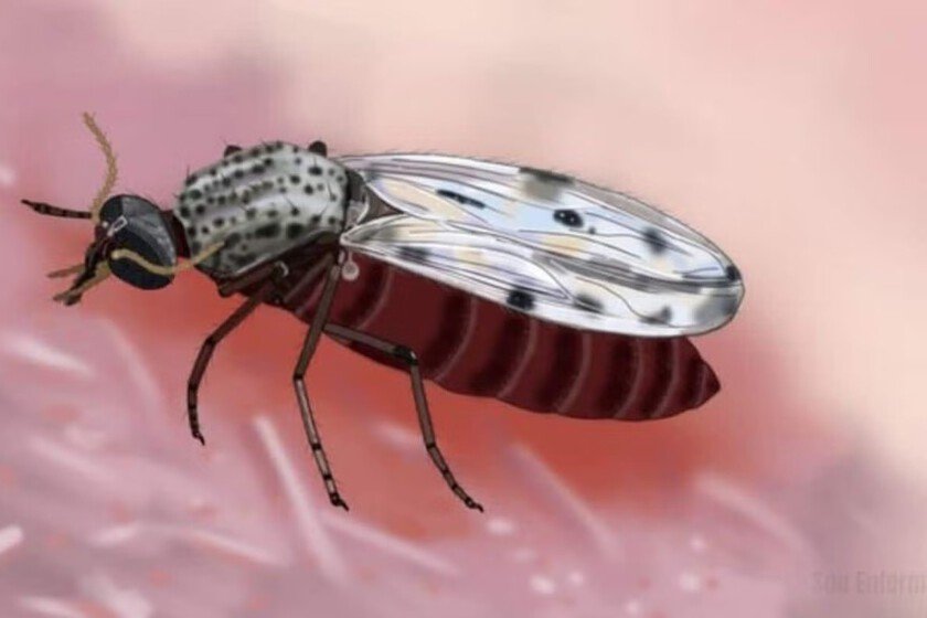 Culicoides: el pequeño insecto que propaga el virus Shamonda
