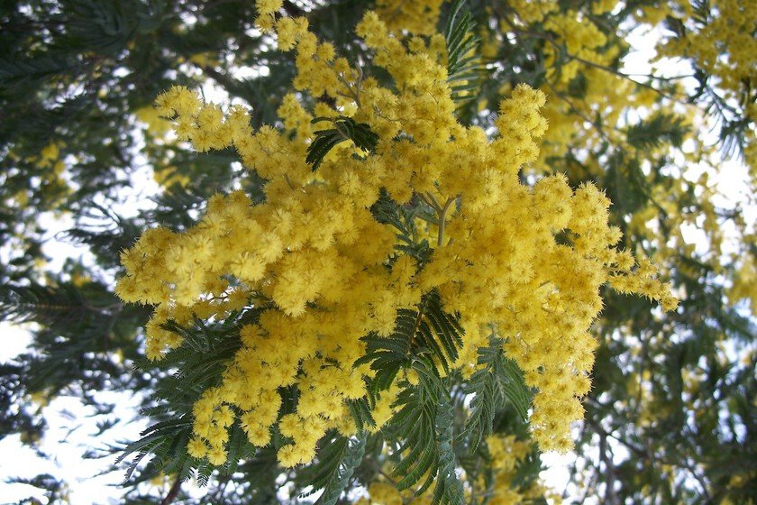El árbol invasor de 1824 en España: peligro tras los incendios