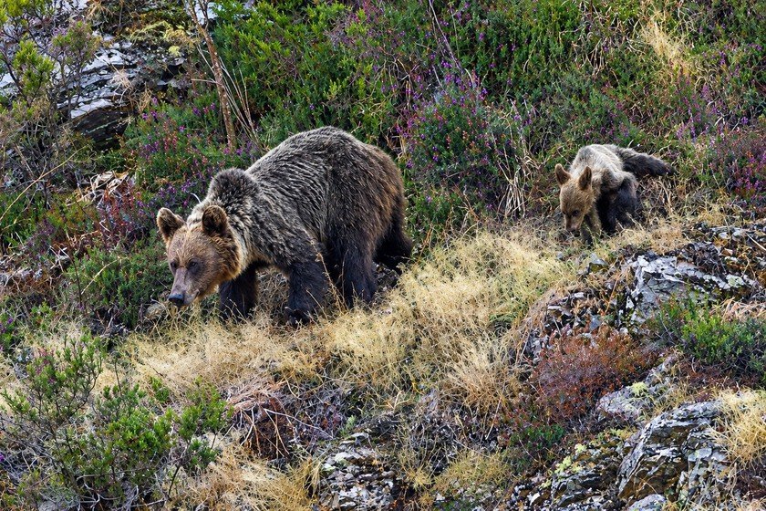 El oso pardo avanza en el noroeste de la península Ibérica