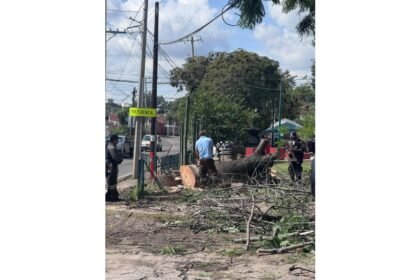Guanajuato Capital protegerá su naturaleza: Tala de 100 árboles en riesgo