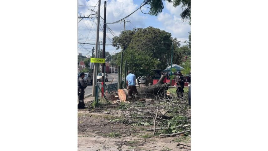 Guanajuato Capital protegerá su naturaleza: Tala de 100 árboles en riesgo