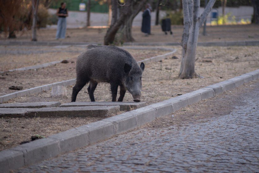 Jabalí de 122 kilos causa alarma en pueblo gallego; 23 cazadores lo atrapan
