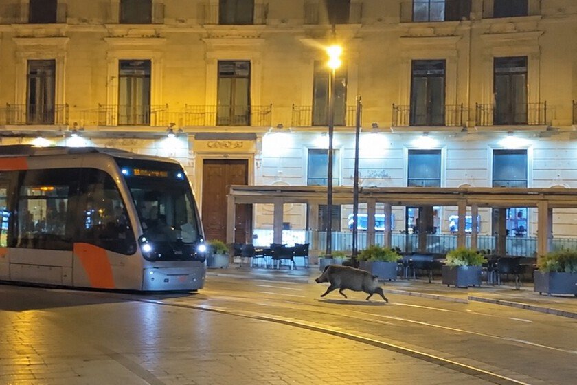 Jabalí irrumpe en bar de Zaragoza durante las fiestas del Pilar