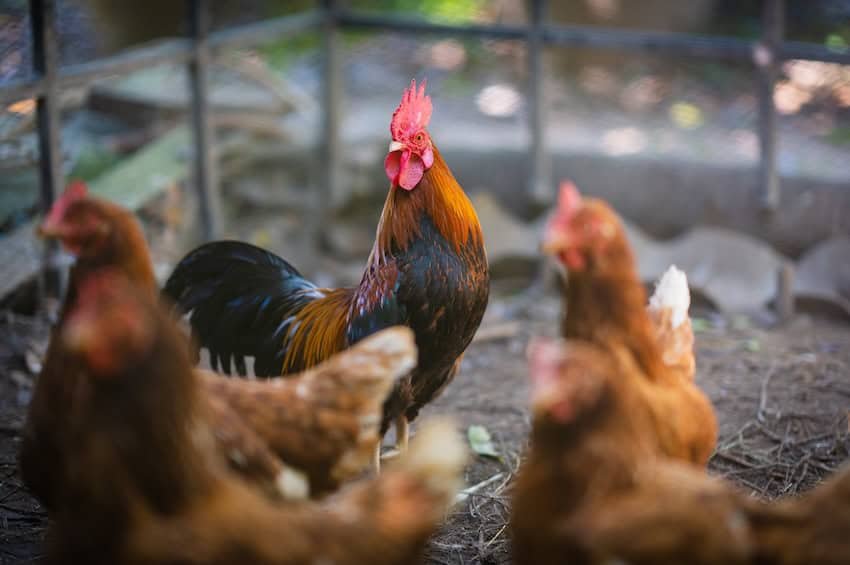 Mexico Takes Action: Chicken Import Suspension from Brazil Affects Families