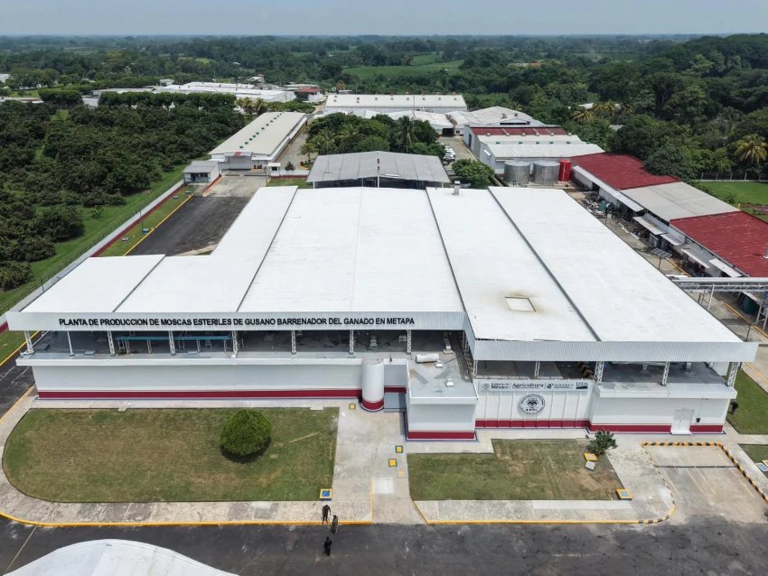 Mexico's Chiapas Faces Protests Over US Screwworm Fly Plant Odor