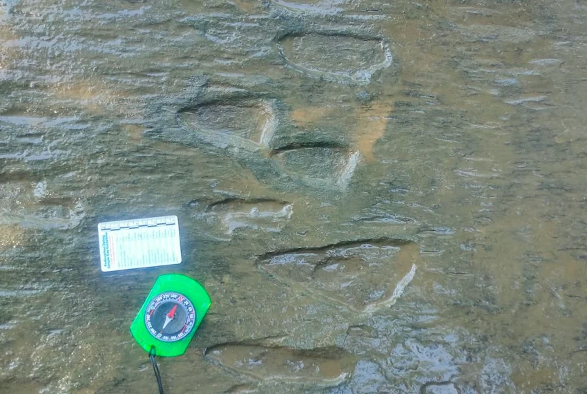Michoacán Residents Discover Dinosaur Footprints, Linking Past to Present