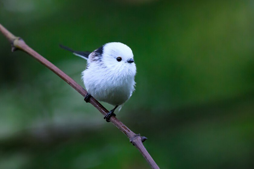 Pájaro japonés con cara de bola de nieve sorprende por su vida social