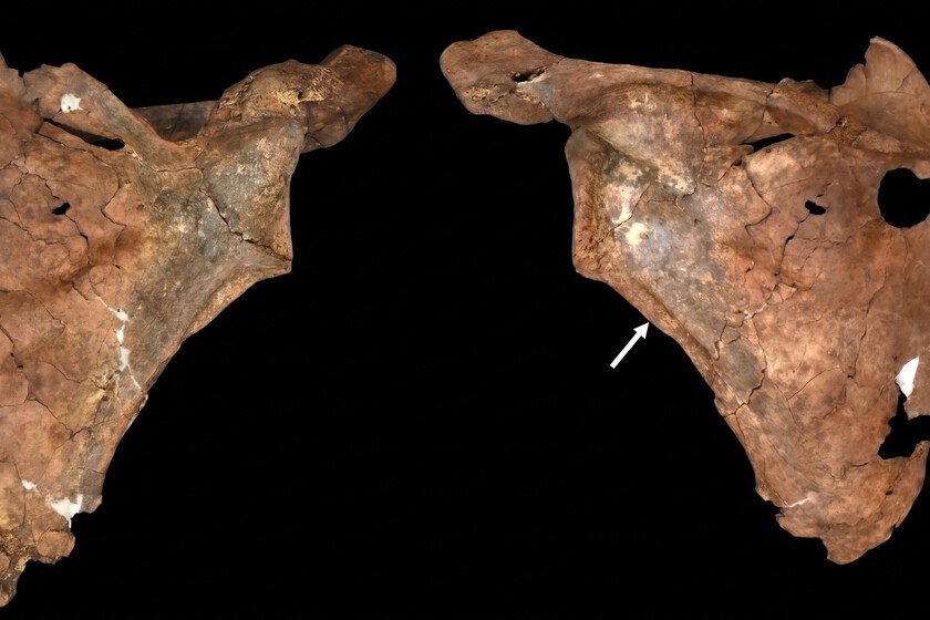 Restos de Neandertal revelan prácticas de cuidado médico hace 75.000 años