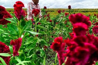 Salamanca, Gto.: Juan Puente y la tradición floral que honra a los difuntos