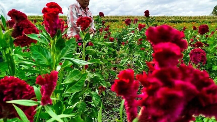 Salamanca, Gto.: Juan Puente y la tradición floral que honra a los difuntos