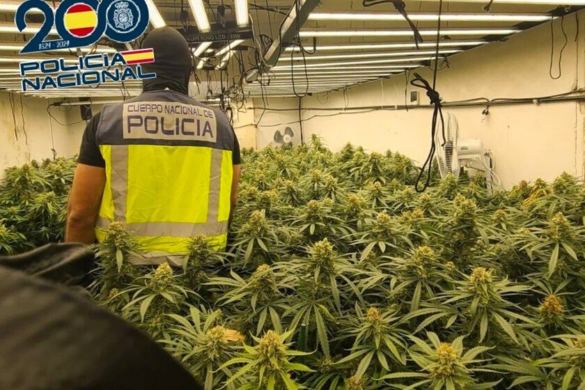 Subdelegación del Gobierno excluye tallos y hojas de marihuana en caso de drogas