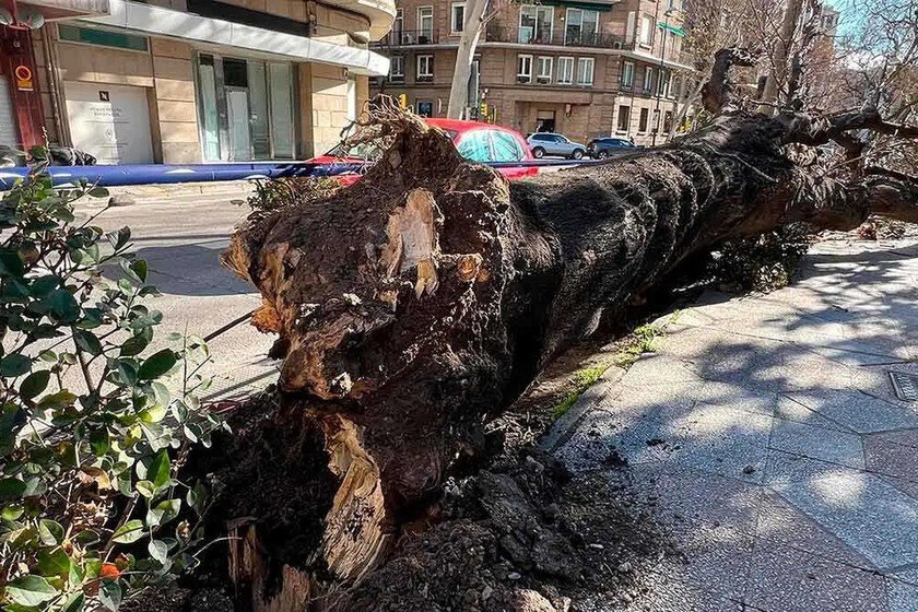 Zaragoza arranca árboles mientras se corona Capital Verde Europea